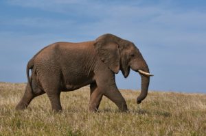 Histoire du mois (mars 2024) : Les aveugles et l’éléphant